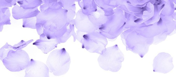 Flower Petals